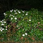 Rhododendron zu Weihnachten