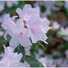 Rhododendron zum...