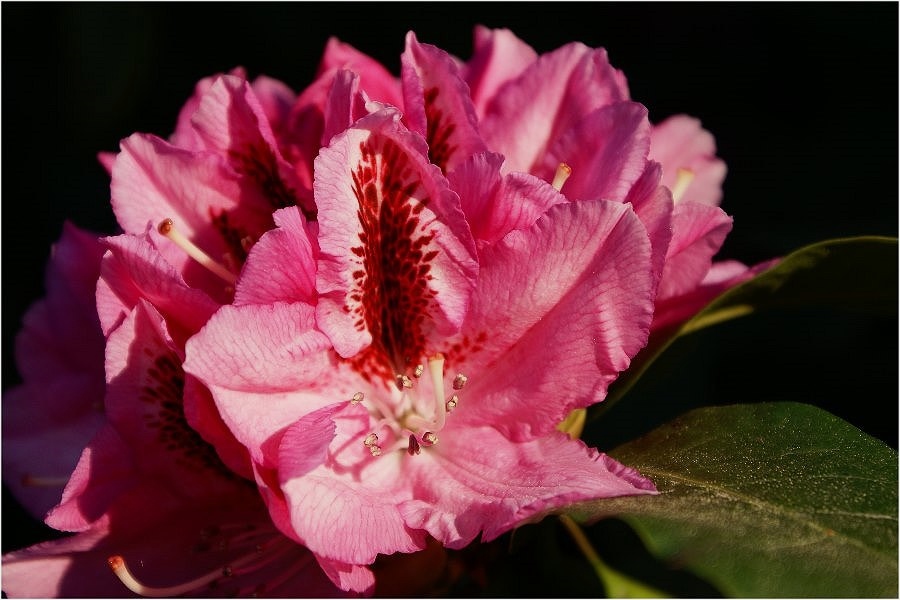 Rhododendron zum Pfingstfest  in voller Blüte