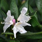 Rhododendron zum Zweiten ***