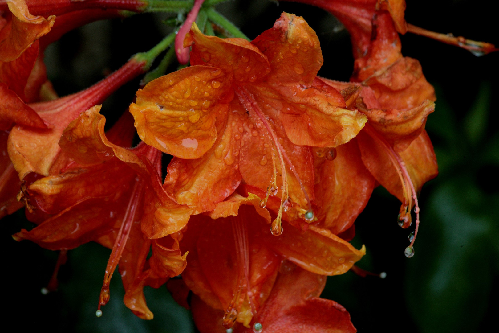 Rhododendron zur "Sophie" (1)