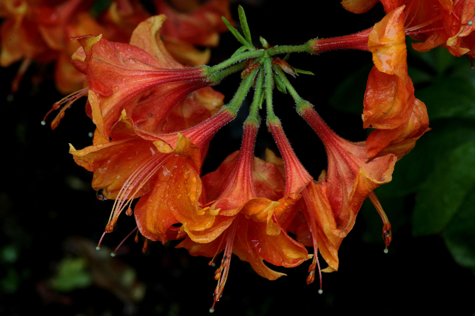 Rhododendron zur "Sophie" (2)