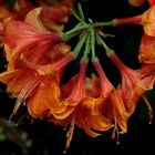 Rhododendron zur "Sophie" (2)