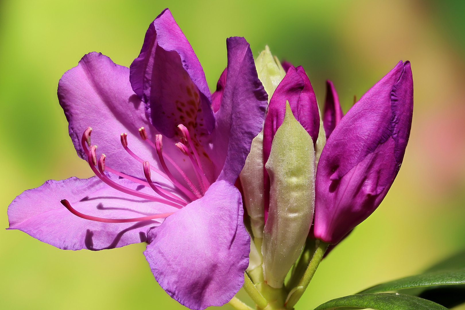 Rhododendron_1