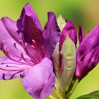 Rhododendron_1