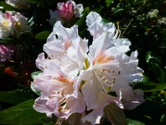 Rhododendron1