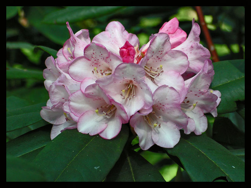 Rhododendron1