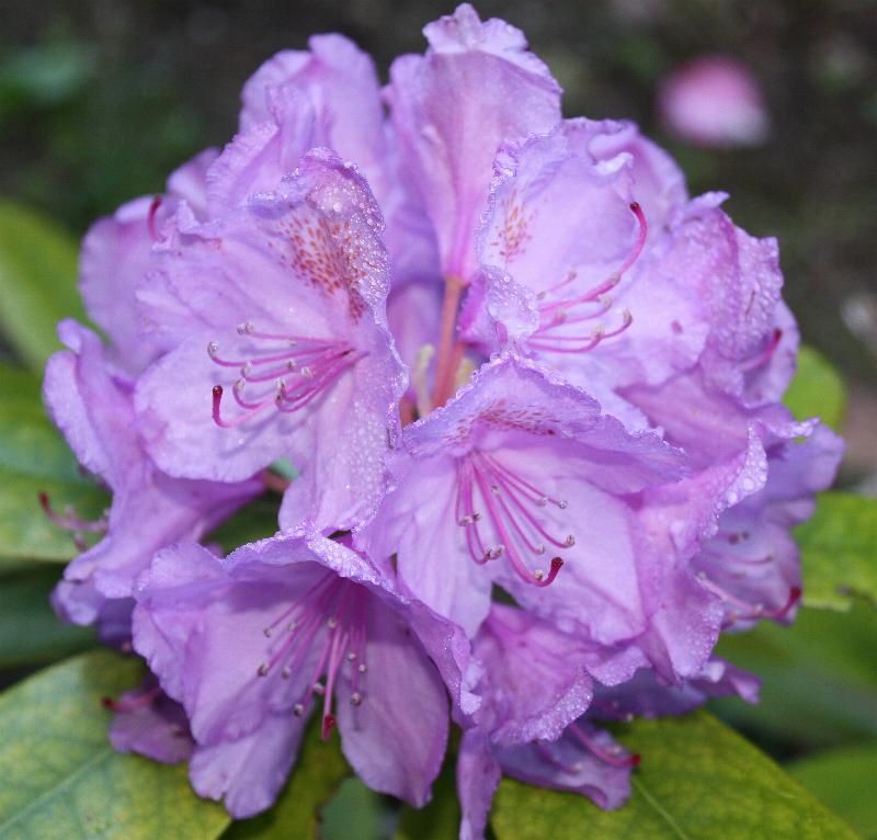 Rhododendron1