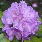 Rhododendron1