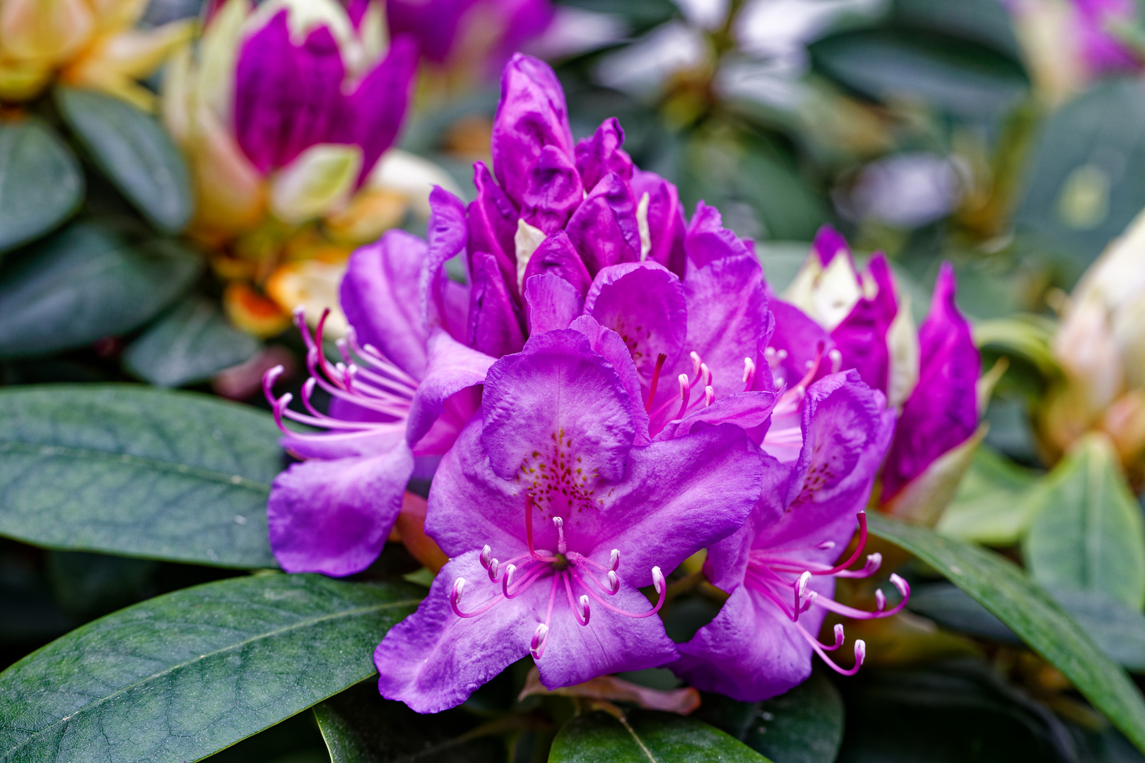 Rhododendron_1