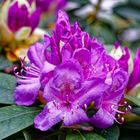 Rhododendron_1