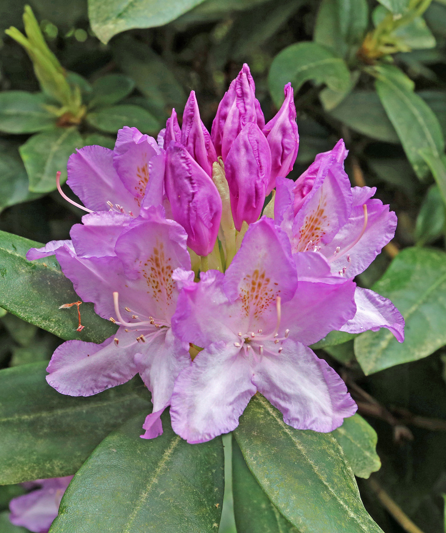 Rhododendron_10_