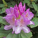 Rhododendron_10_