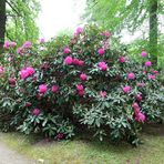 Rhododendron_11_