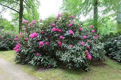 Rhododendron_11_