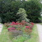 Rhododendron_12_