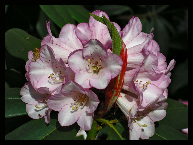 Rhododendron2