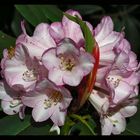 Rhododendron2