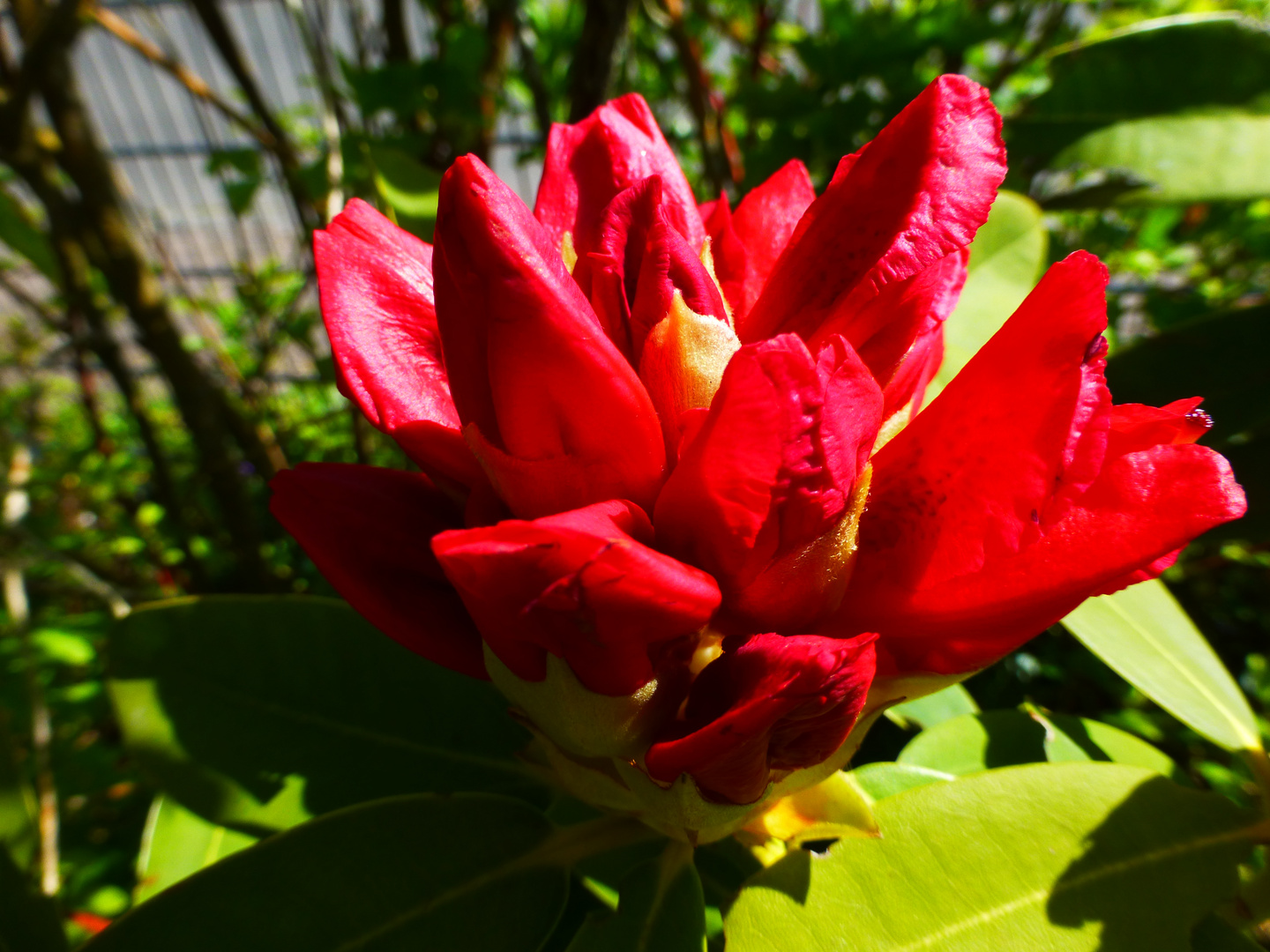 Rhododendron3