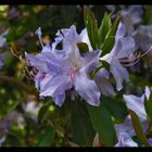 Rhododendron3