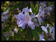 Rhododendron3