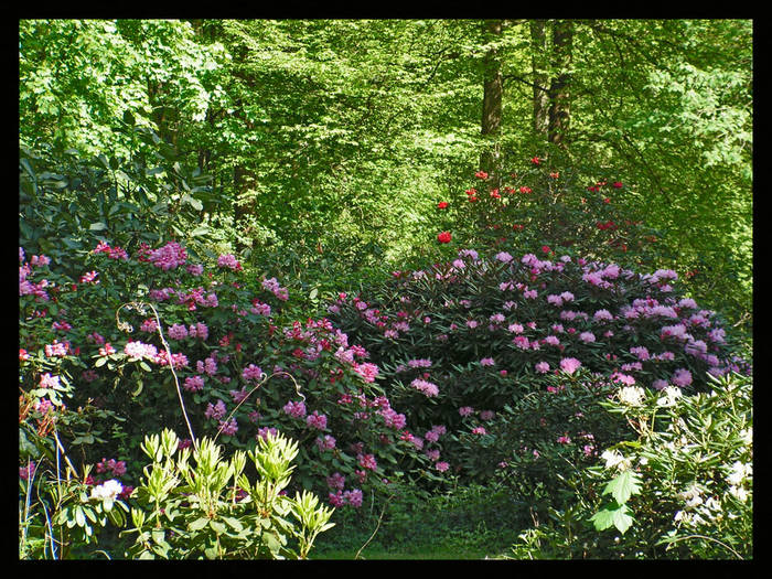 Rhododendron4