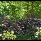 Rhododendron4