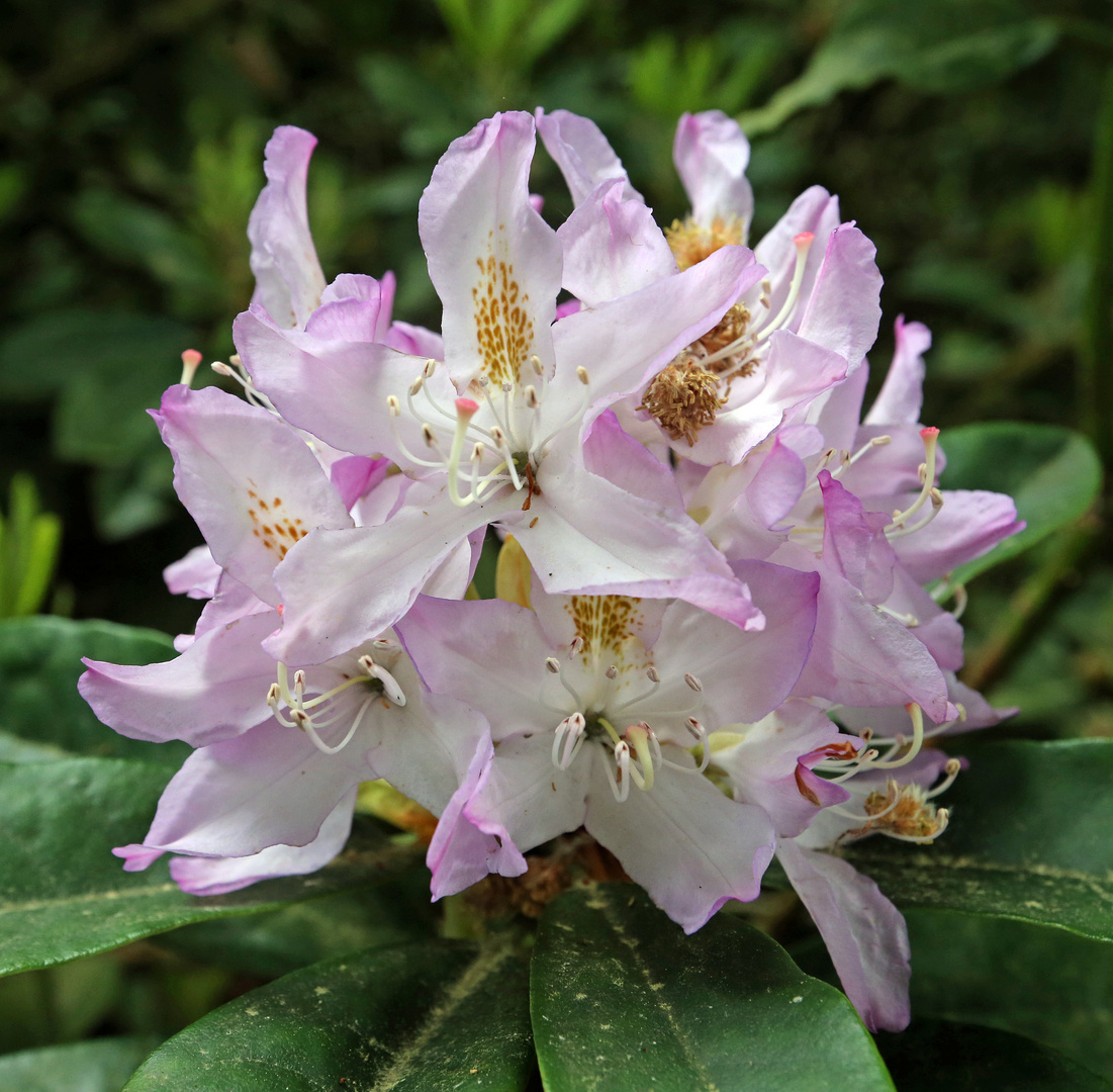 Rhododendron_9_