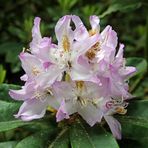 Rhododendron_9_