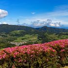 Rhododendronblick auf Furnas