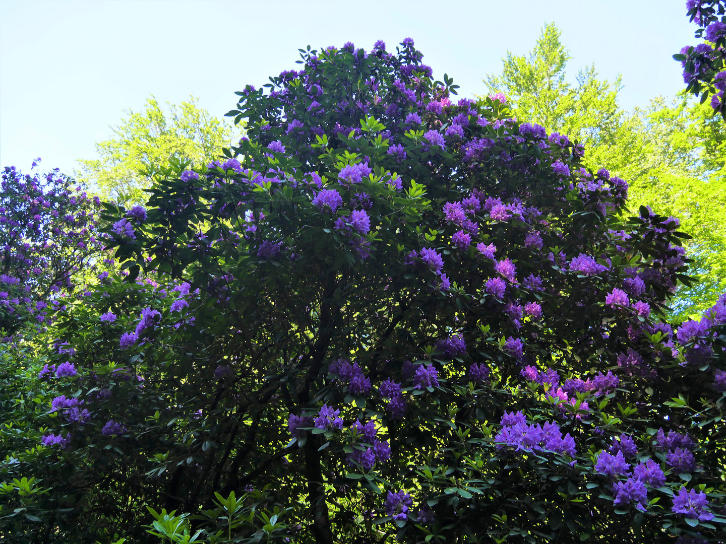 Rhododendronblühte