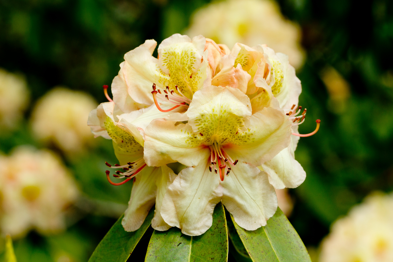 Rhododendronblühte im Rhododendronpark Bremen