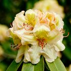 Rhododendronblühte im Rhododendronpark Bremen