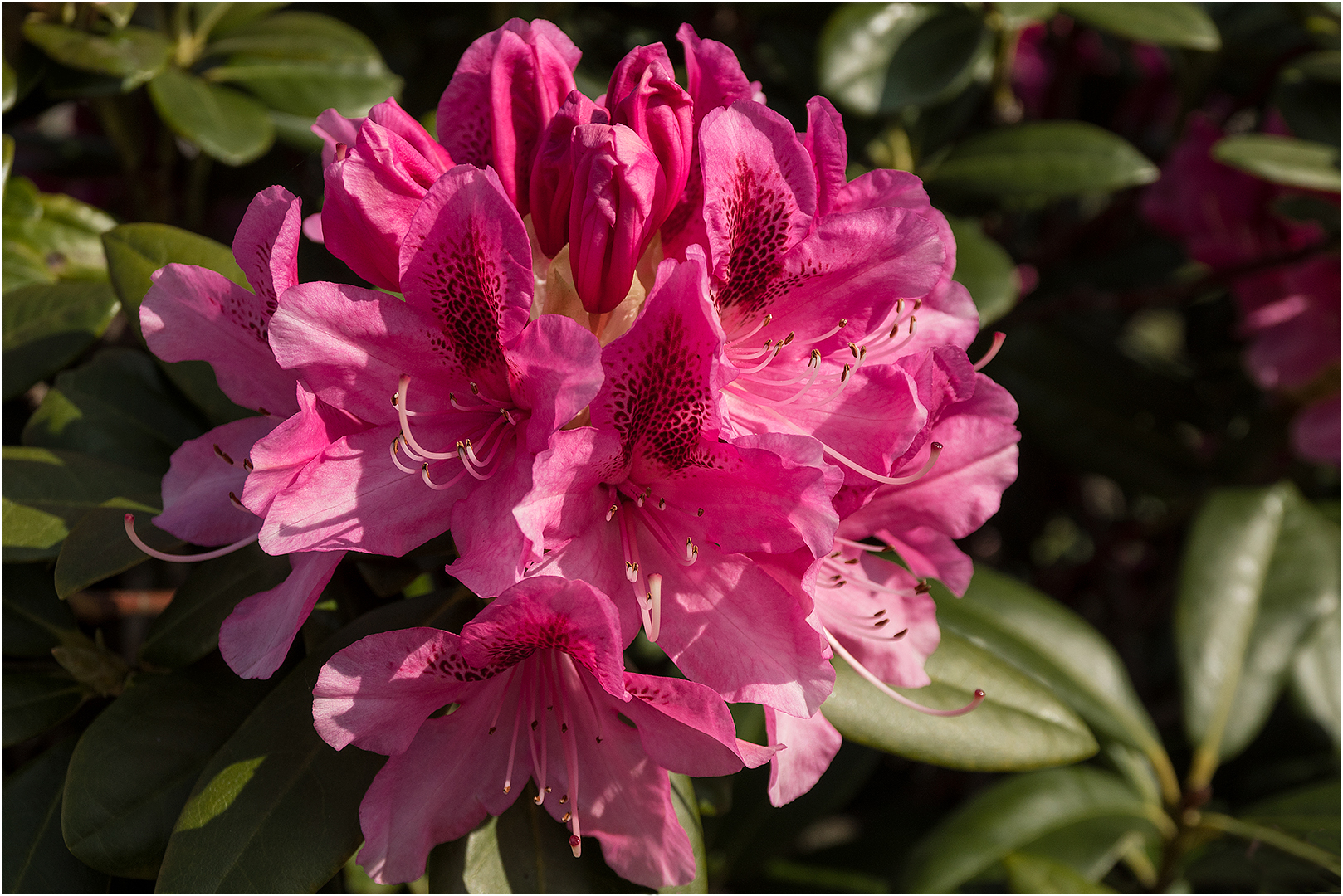 Rhododendronblüte