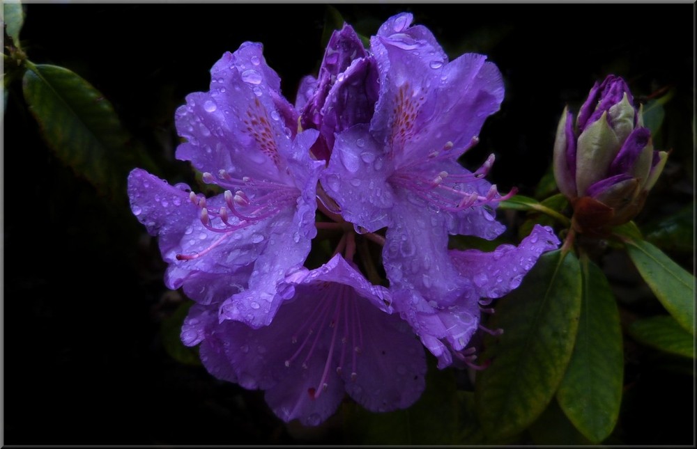 Rhododendronblüte