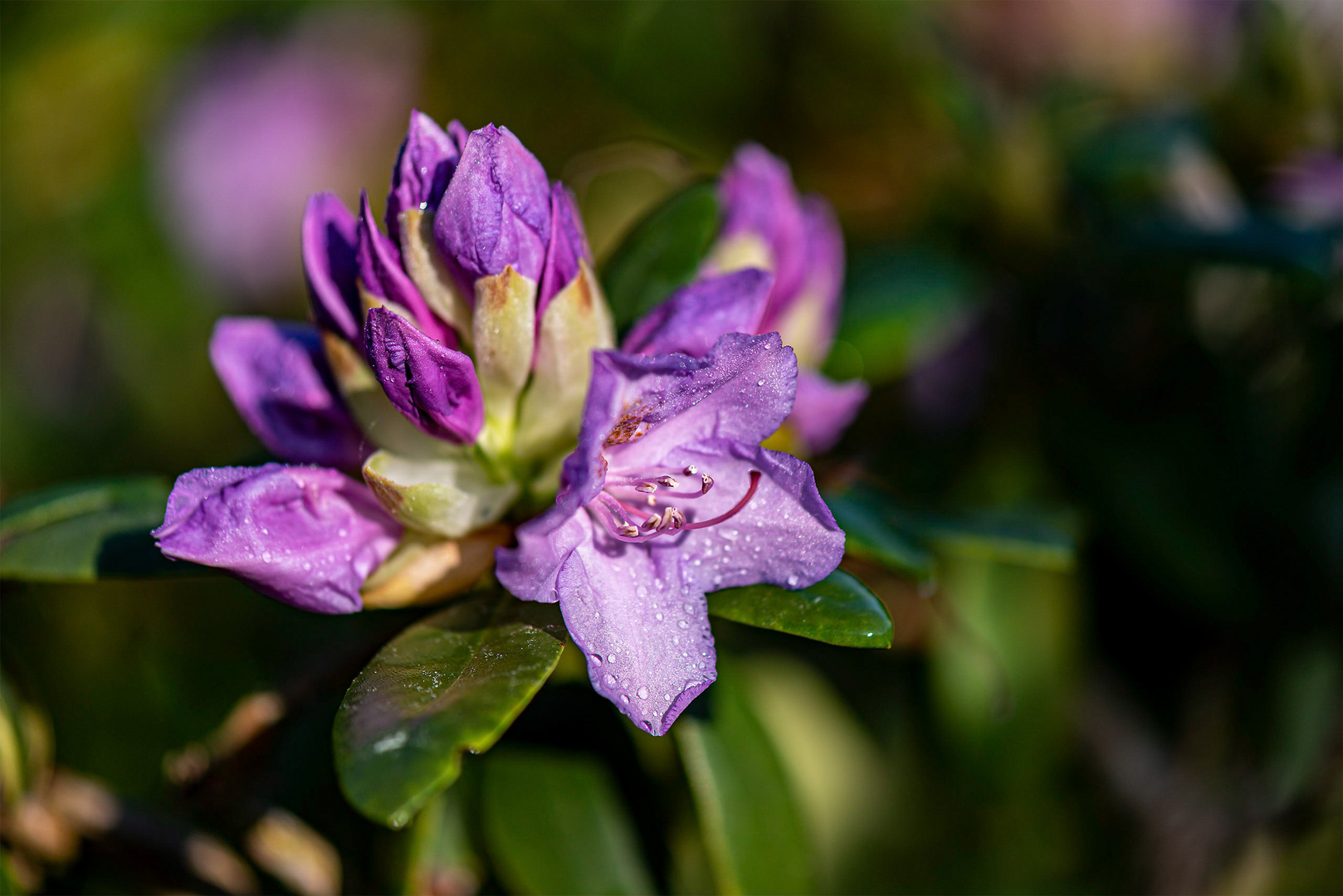 Rhododendronblüte…