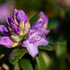 Rhododendronblüte…