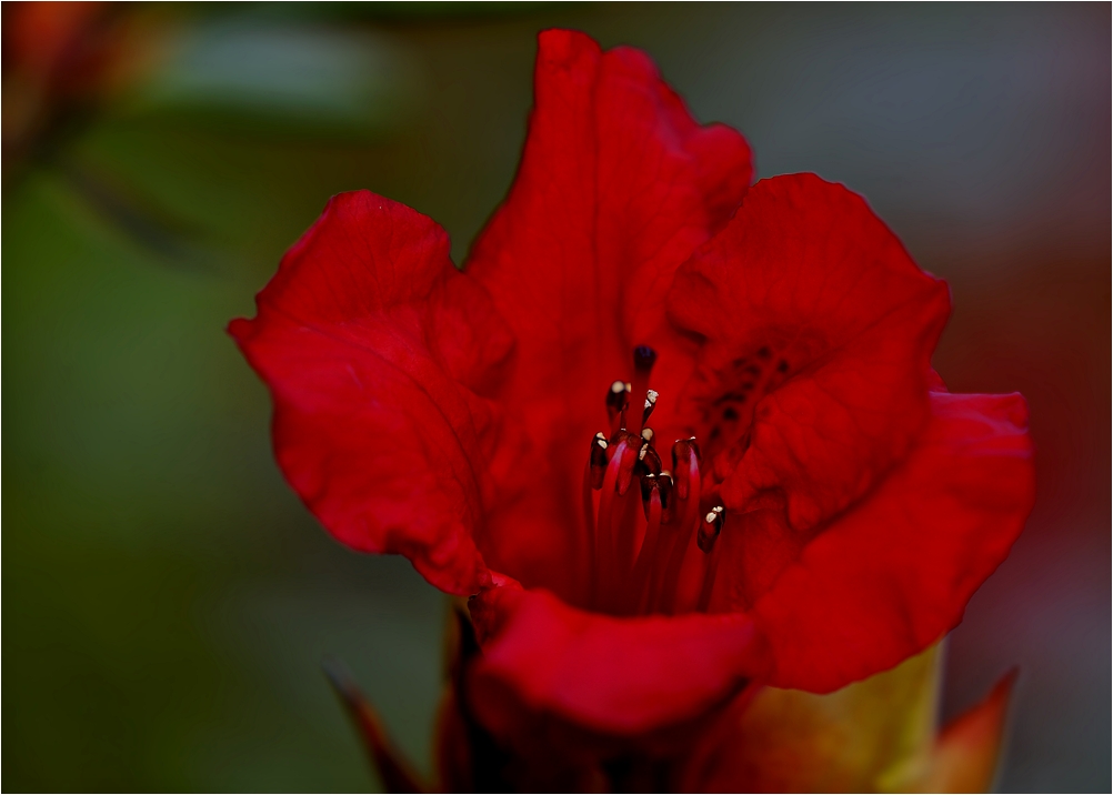 Rhododendronblüte