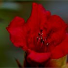 Rhododendronblüte