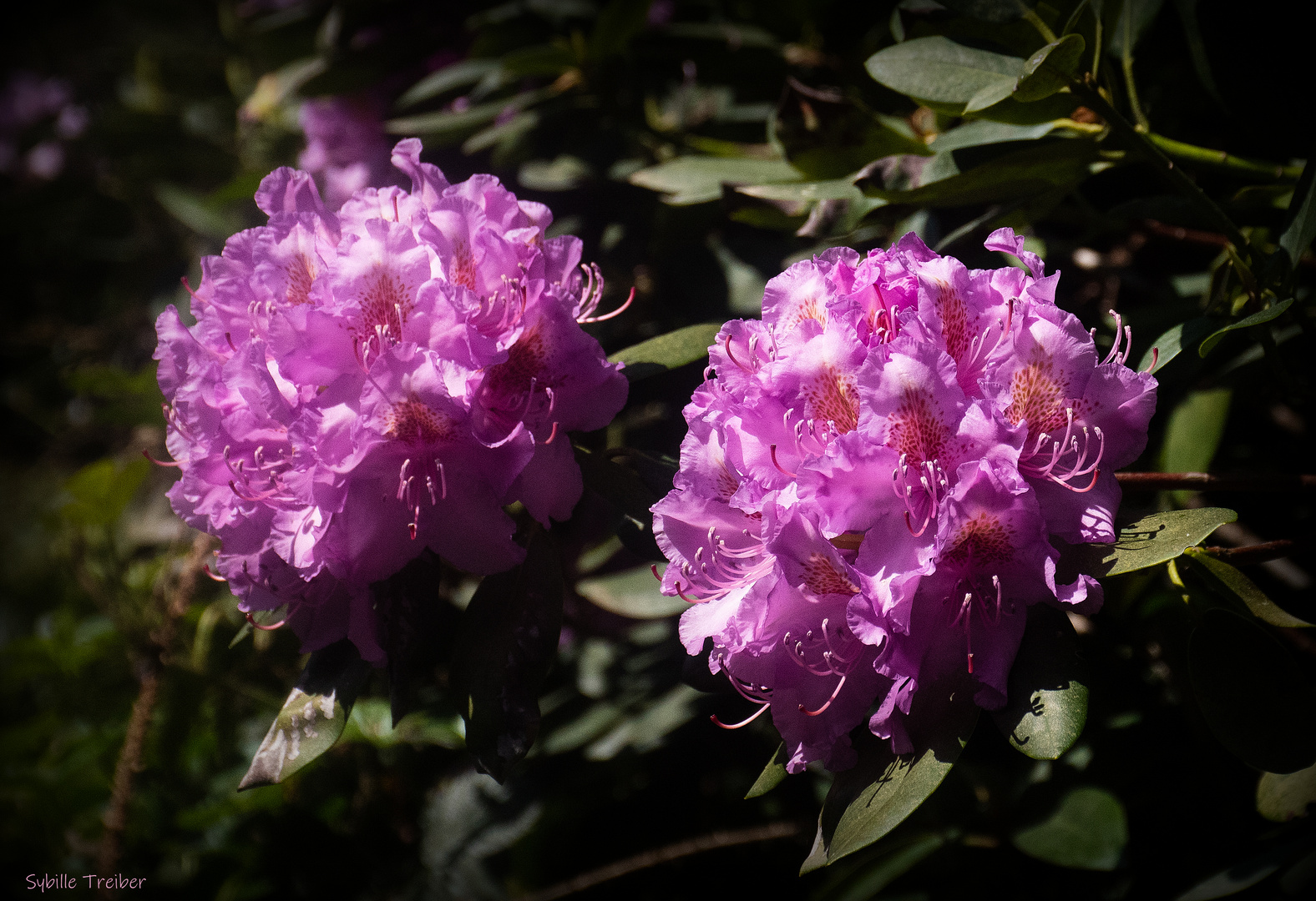 Rhododendronblüte