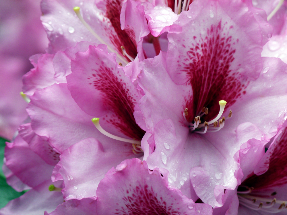 Rhododendronblüte 1