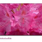 Rhododendronblüte