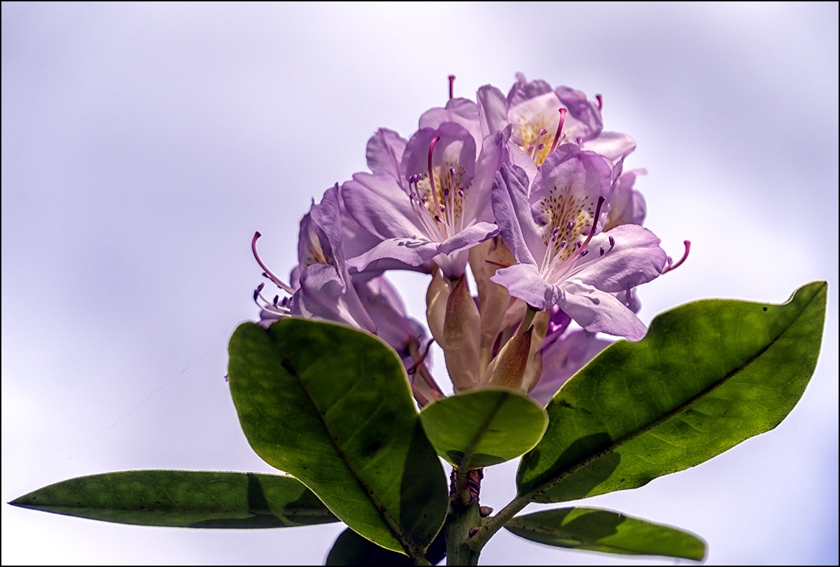 Rhododendronblüte