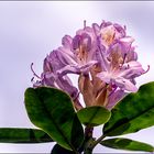 Rhododendronblüte