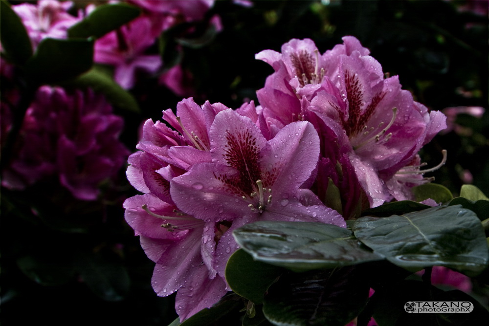 Rhododendronblüte