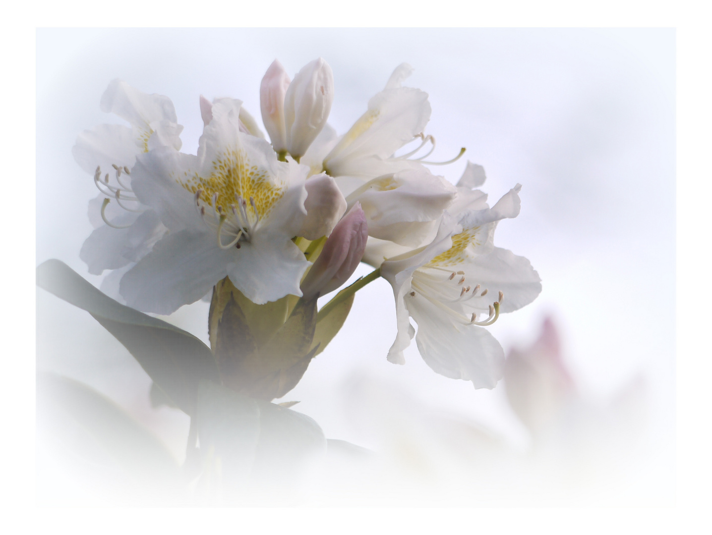 Rhododendronblüte