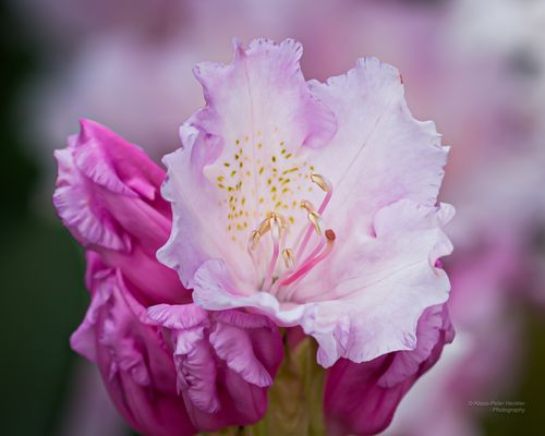 Rhododendronblüte 