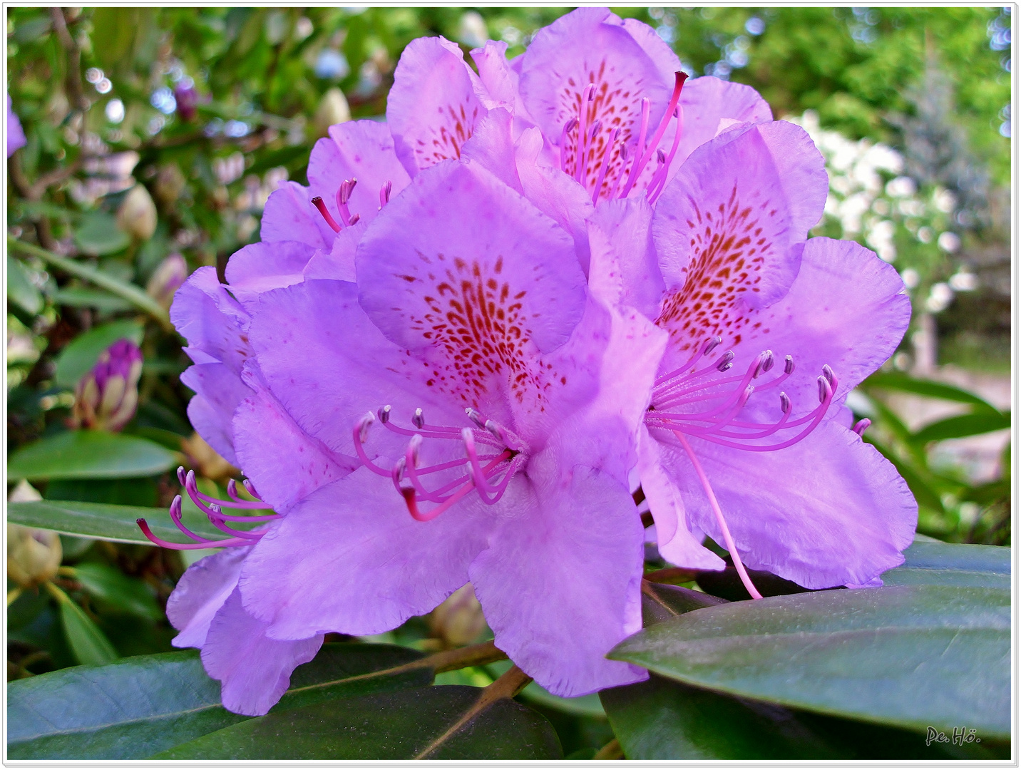 Rhododendronblüte