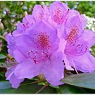 Rhododendronblüte