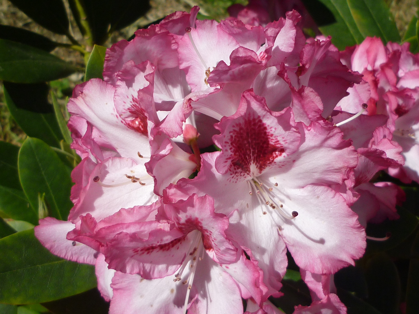 Rhododendronblüte